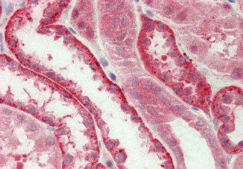 Ubl5 Rabbit Polyclonal Antibody