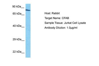CFB Rabbit Polyclonal Antibody