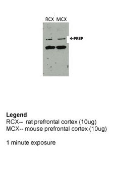 PREP Rabbit Polyclonal Antibody