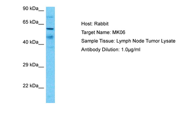 MAPK6 Rabbit Polyclonal Antibody