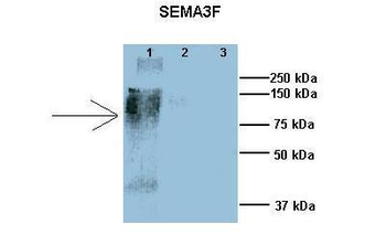 Sema3f Rabbit Polyclonal Antibody