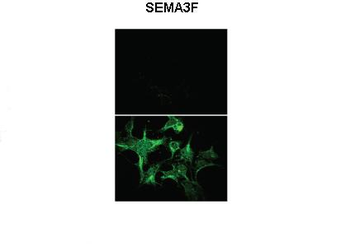 Sema3f Rabbit Polyclonal Antibody