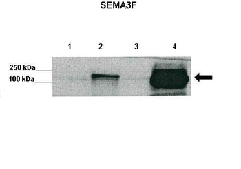 Sema3f Rabbit Polyclonal Antibody