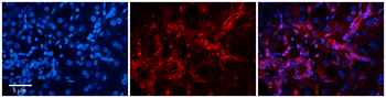RPE Rabbit Polyclonal Antibody