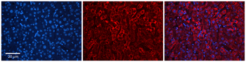 RPE Rabbit Polyclonal Antibody
