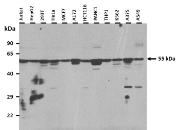 C22orf28 Rabbit Polyclonal Antibody