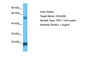 C22orf28 Rabbit Polyclonal Antibody