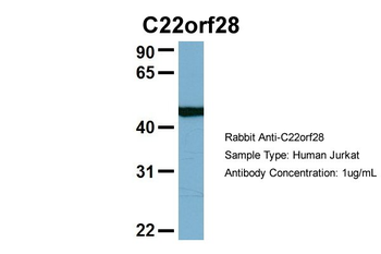 C22orf28 Rabbit Polyclonal Antibody