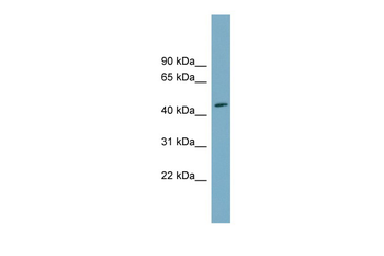 FAM53C Rabbit Polyclonal Antibody