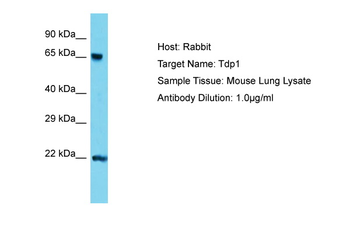 TDP1 Rabbit Polyclonal Antibody