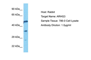ARHGEF3 Rabbit Polyclonal Antibody