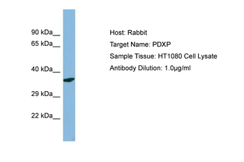 PDXP Rabbit Polyclonal Antibody