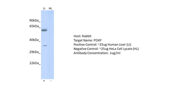 PDXP Rabbit Polyclonal Antibody