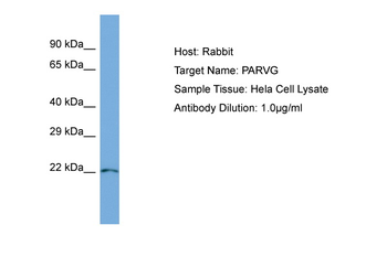 PARVG Rabbit Polyclonal Antibody