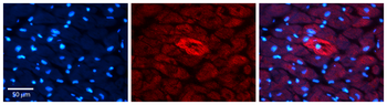 MTRR Rabbit Polyclonal Antibody