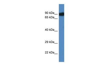 Scyl3 Rabbit Polyclonal Antibody