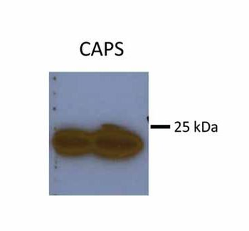 CAPS Rabbit Polyclonal Antibody