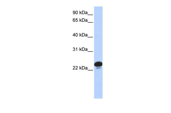 CAPS Rabbit Polyclonal Antibody