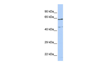 CCDC74A Rabbit Polyclonal Antibody
