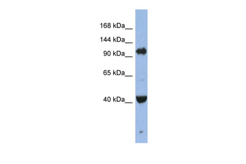 EIF2C4 Rabbit Polyclonal Antibody
