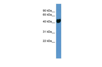 OR1S1 Rabbit Polyclonal Antibody