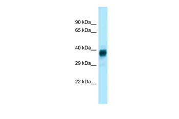 Olfr329-ps Rabbit Polyclonal Antibody
