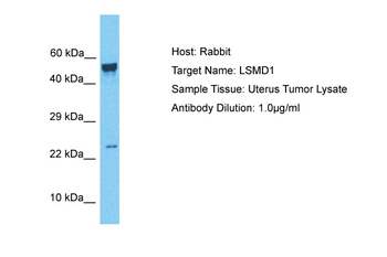 NAA38 Rabbit Polyclonal Antibody