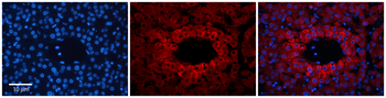 YIPF4 Rabbit Polyclonal Antibody