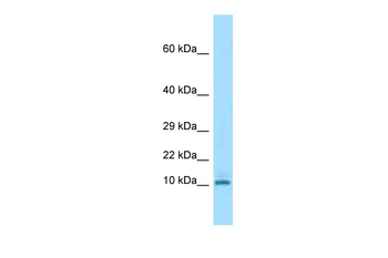 Krtap3-3 Rabbit Polyclonal Antibody