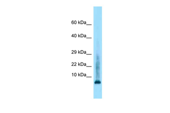 Hist2h4 Rabbit Polyclonal Antibody