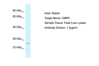 CMPK1 Rabbit Polyclonal Antibody