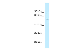 C3orf15 Rabbit Polyclonal Antibody