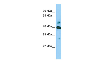 SHF Rabbit Polyclonal Antibody
