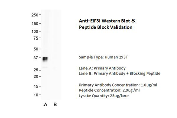 EIF3I Rabbit Polyclonal Antibody