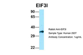 EIF3I Rabbit Polyclonal Antibody