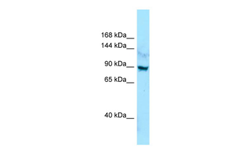 LRRC7 Rabbit Polyclonal Antibody