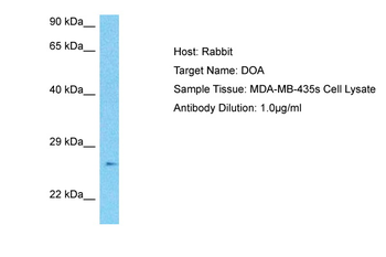 HLA-DOA Rabbit Polyclonal Antibody