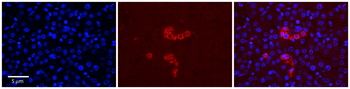 RPS28 Rabbit Polyclonal Antibody