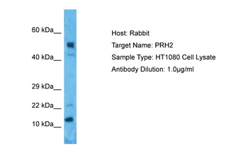PRH2 Rabbit Polyclonal Antibody