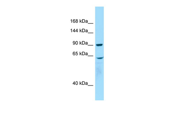 WHAMM Rabbit Polyclonal Antibody