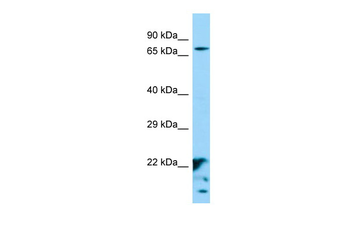 XKR6 Rabbit Polyclonal Antibody