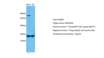 NADSYN1 Rabbit Polyclonal Antibody