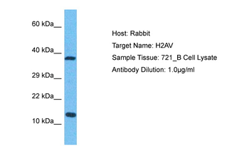 H2AFV Rabbit Polyclonal Antibody