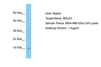 BOLA3 Rabbit Polyclonal Antibody
