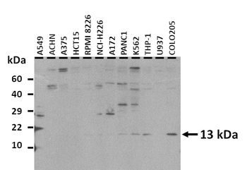 ANAPC15 Rabbit Polyclonal Antibody