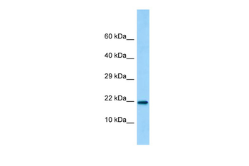 C15orf53 Rabbit Polyclonal Antibody