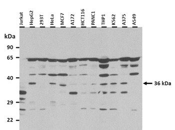 Olfr110 Rabbit Polyclonal Antibody