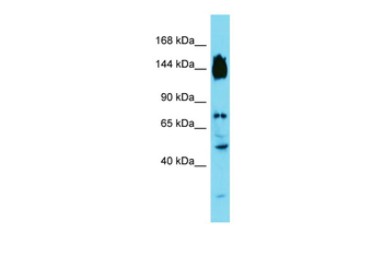 SYDE2 Rabbit Polyclonal Antibody