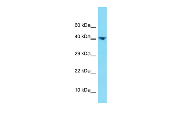 HNRNPUL1 Rabbit Polyclonal Antibody