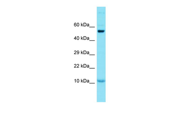 GCSAML Rabbit Polyclonal Antibody